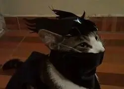 Mi gato ya est&aacute; preparado para Halloween