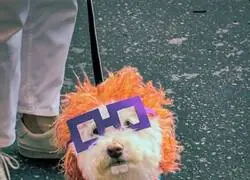 No hermano, pero que belleza de disfraz