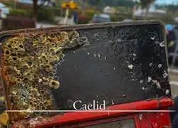 Una DS consumida por la putrefacci&oacute;n roja