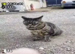 Cre&iacute; que era un erizo, no un gato. Pero bueno...