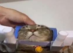 "&iquest;Y t&uacute; para qu&eacute; quieres un gato?"