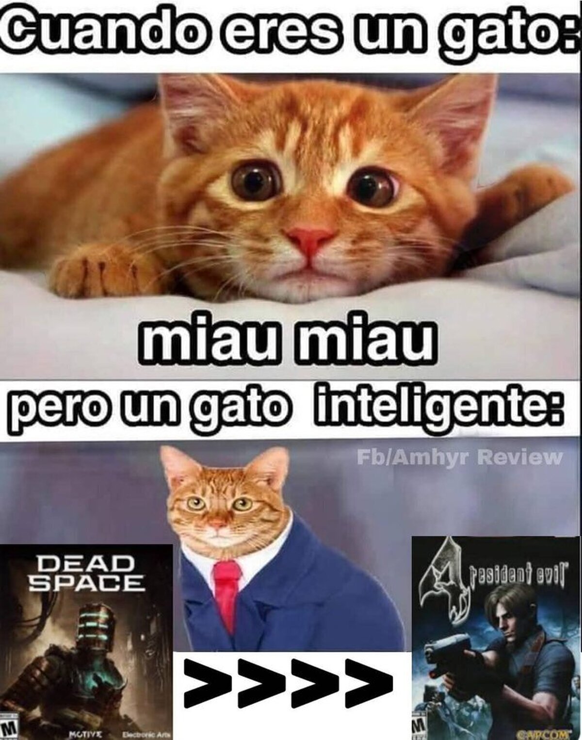 Un gato que sabe cosas