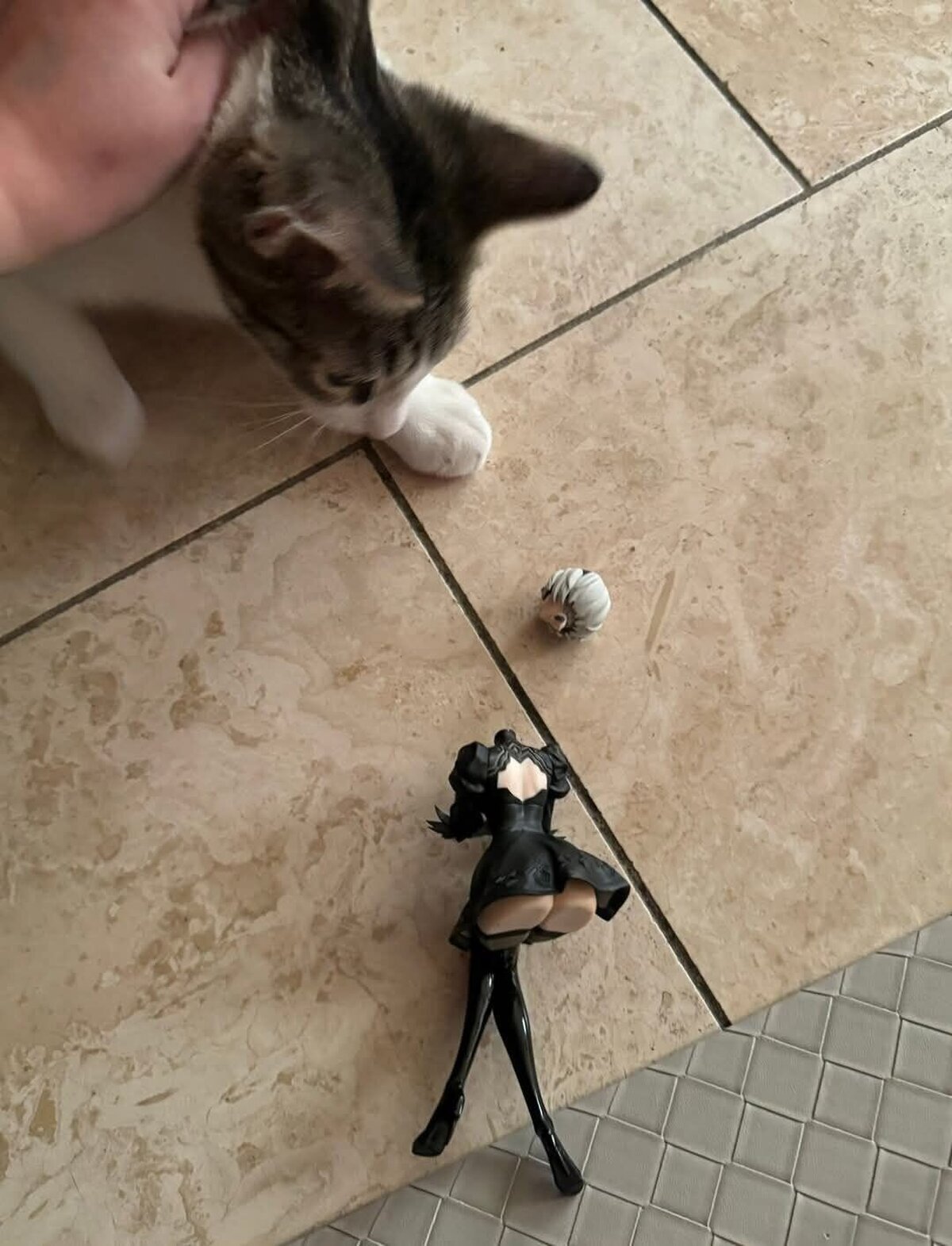 Me he quedado sin gato