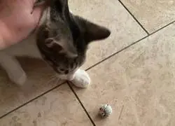 Me he quedado sin gato