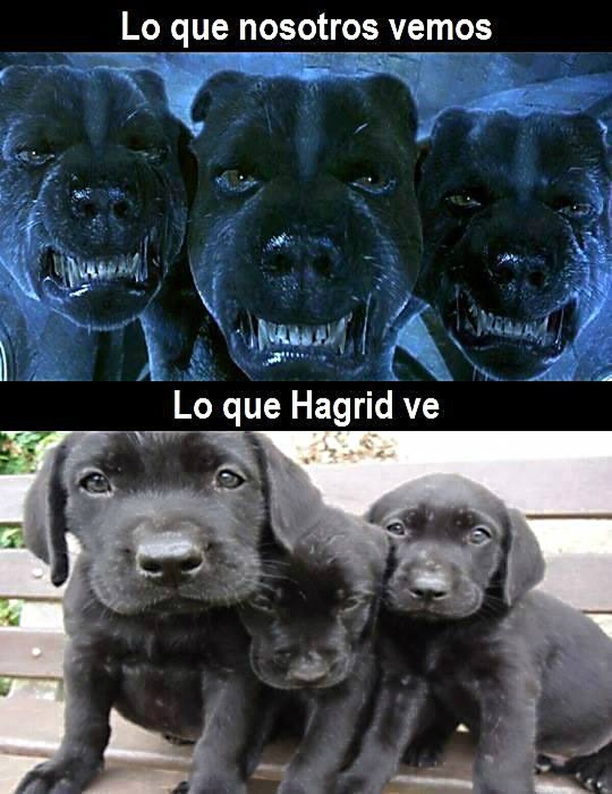 El 'cerberito' de Hagrid