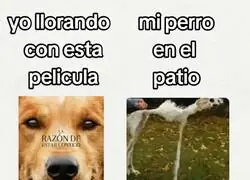 Mi perro en el patio