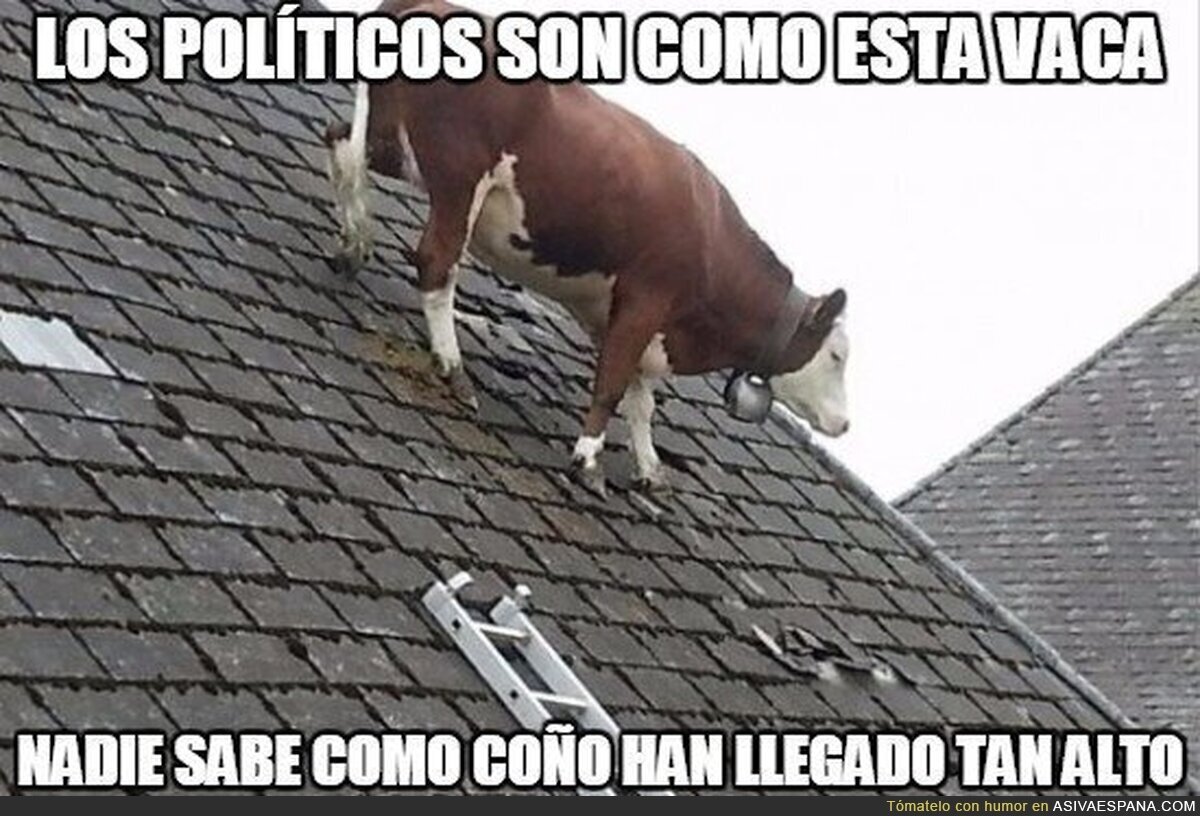 Los políticos son como esta vaca
