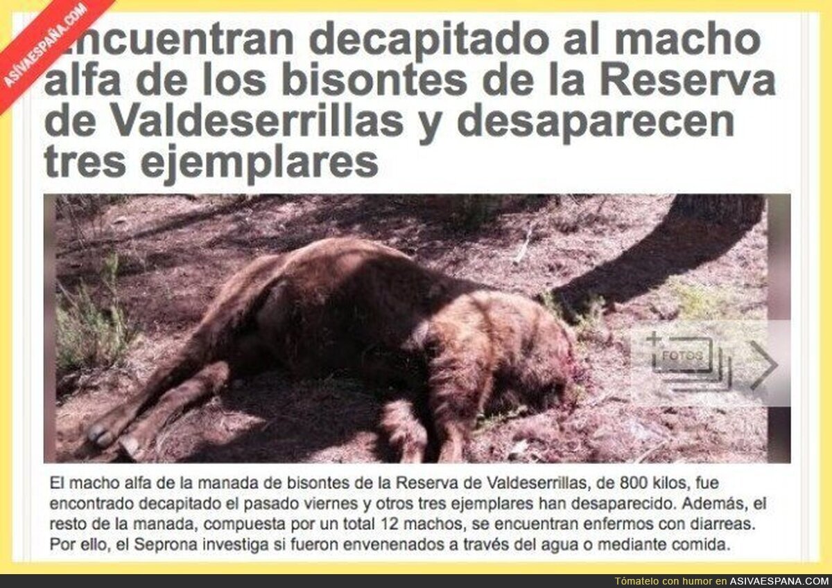 [IMAGEN SENSIBLE] Matan un bisonte y envenenan a varios ejemplares en la reserva de Valencia