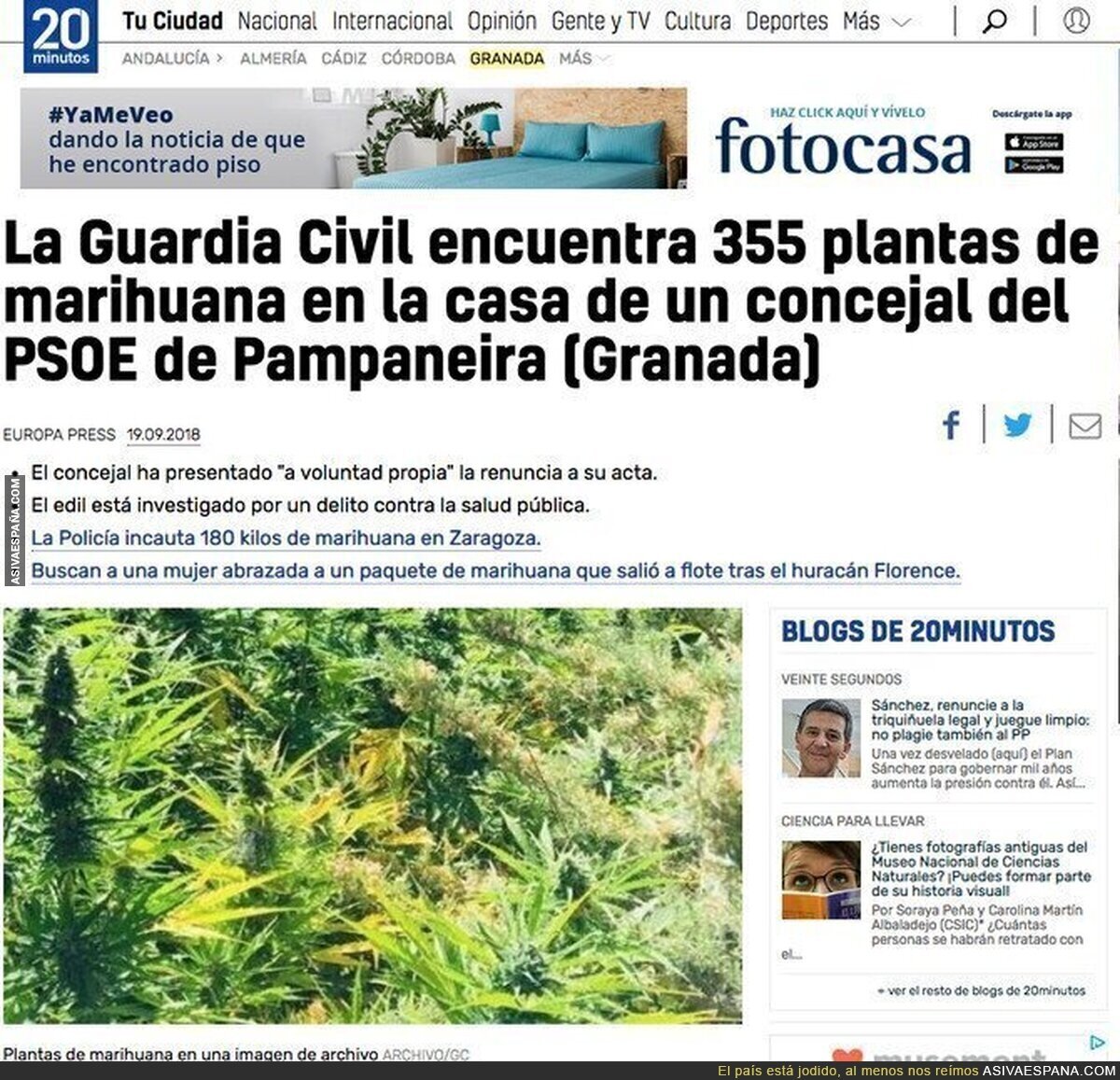 Un concejal del PSOE de una localidad de Granada tenía 355 planteas de marihuana en su casa