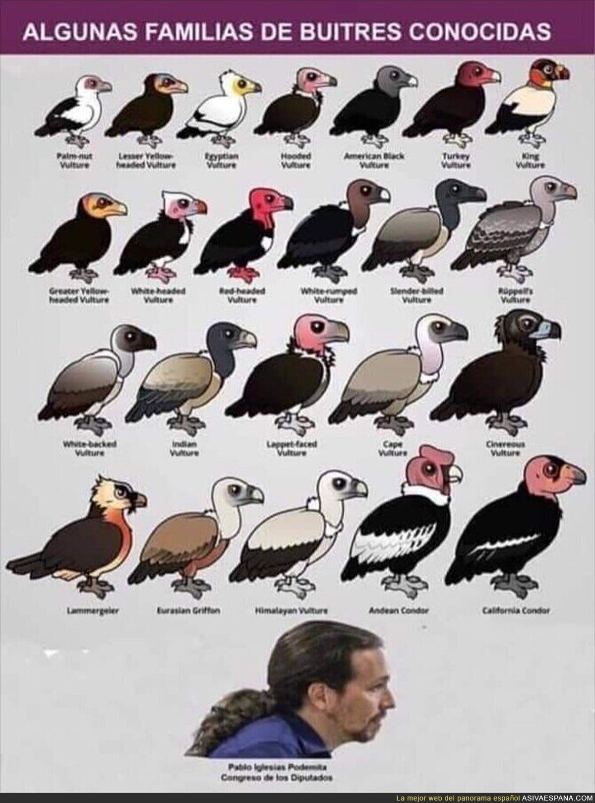 Lección gratuita de ornitología