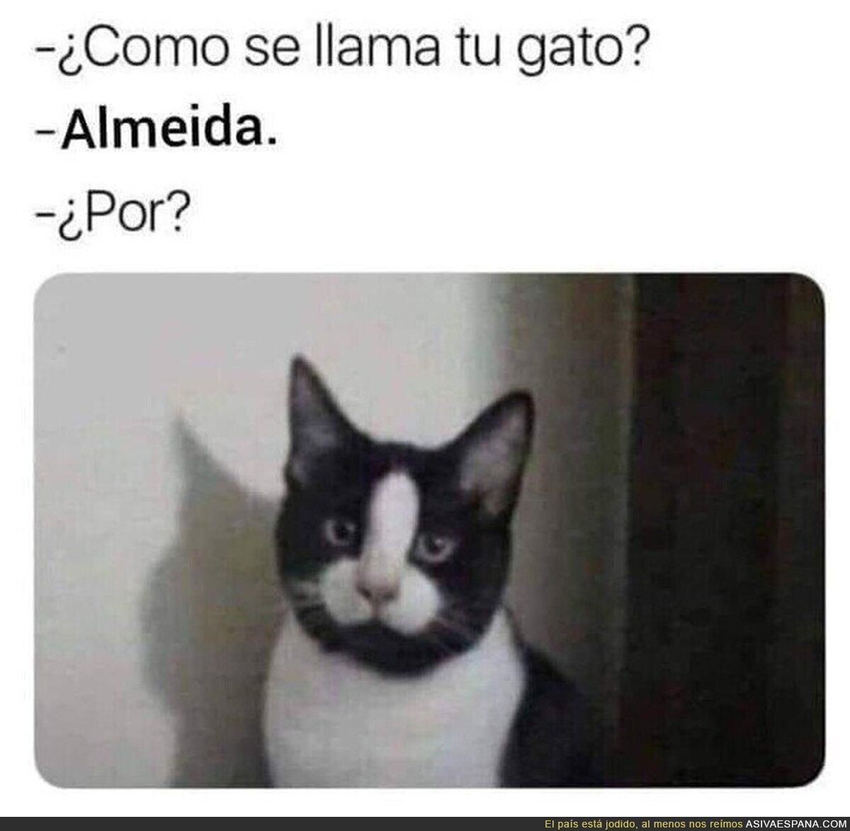 El gato Almeida