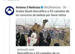 Kiko Matamoros se enfurece totalmente con este usuario de Twtitter tras ser mencionado en esta noticia surrealista de camellos