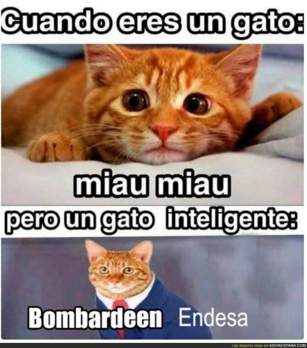 Un gato sensato