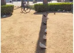 Las palomas saben bien como refugiarse
