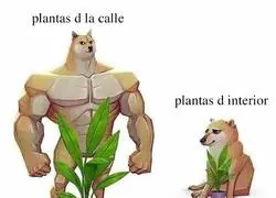 La lógica de las plantas