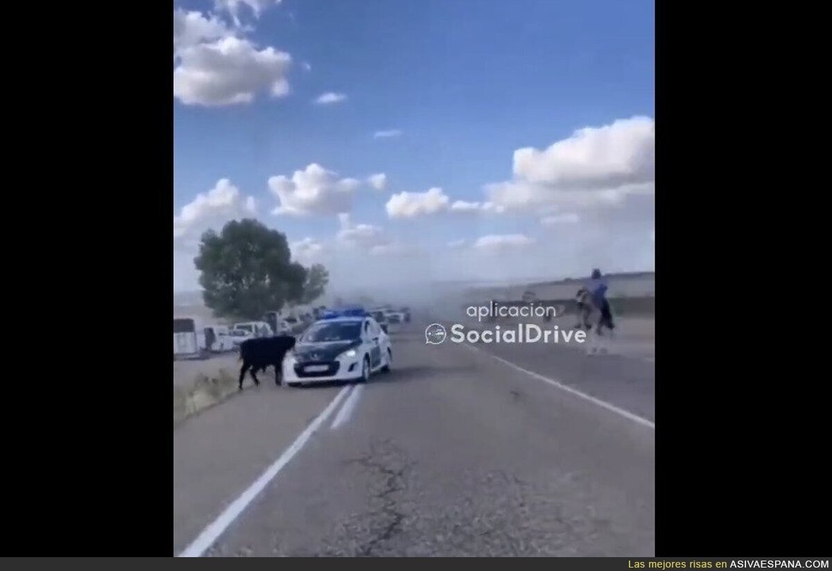 Un toro embiste a una patrulla de la guardia civil en Valladolid