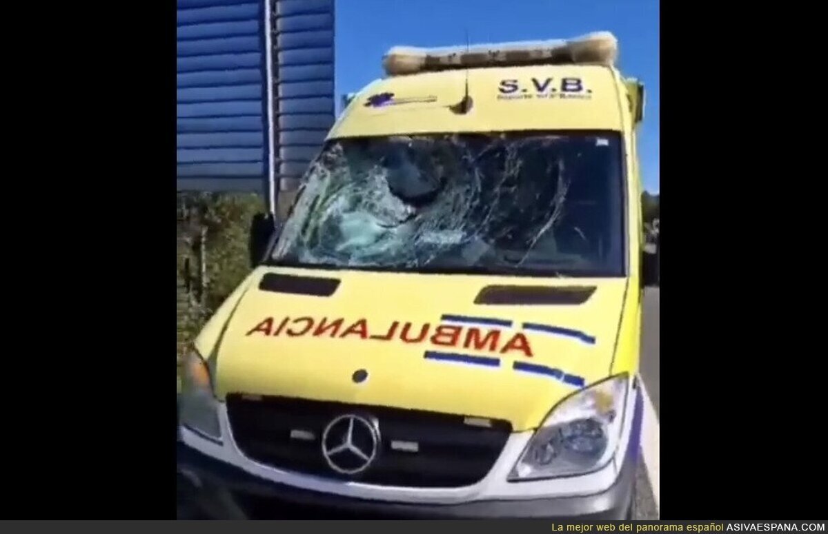 Un buitre rompe y atraviesa la luna de una ambulancia en plena autovía