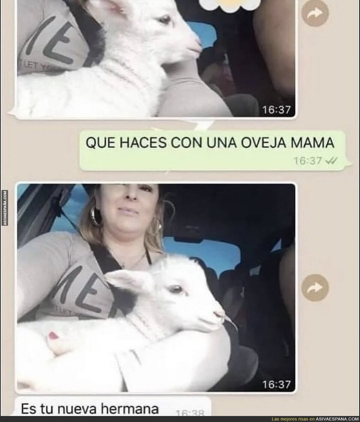 Nuevo miembro de la familia