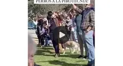 Polémica: este señor acude a la Mascletá de Almeida con su perro