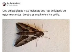 Cuidado con las plagas que hay en Madrid