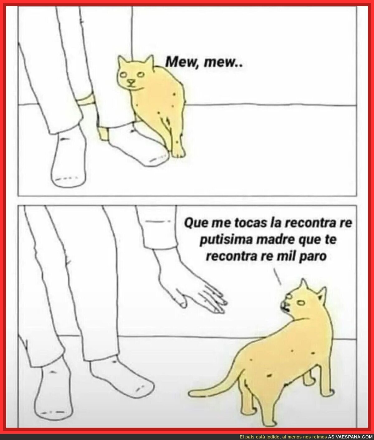 Los gatos y su poca afectividad