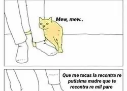 Los gatos y su poca afectividad