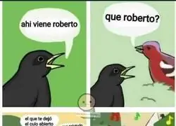 Que bonito como cantan los pajaritos