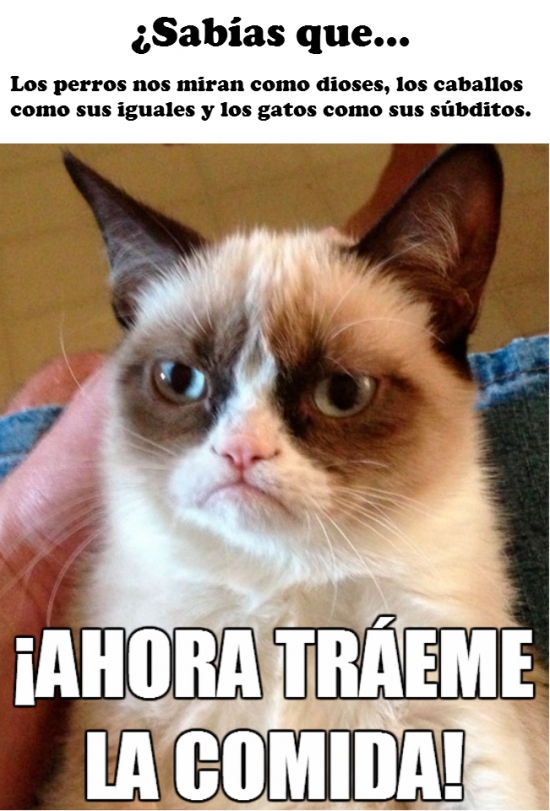 Cuanto Cabron Los Gatos Nos Ven Como Subditos Raro O No