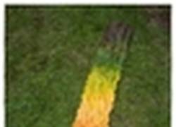 Enlace a La perfección en estado puro