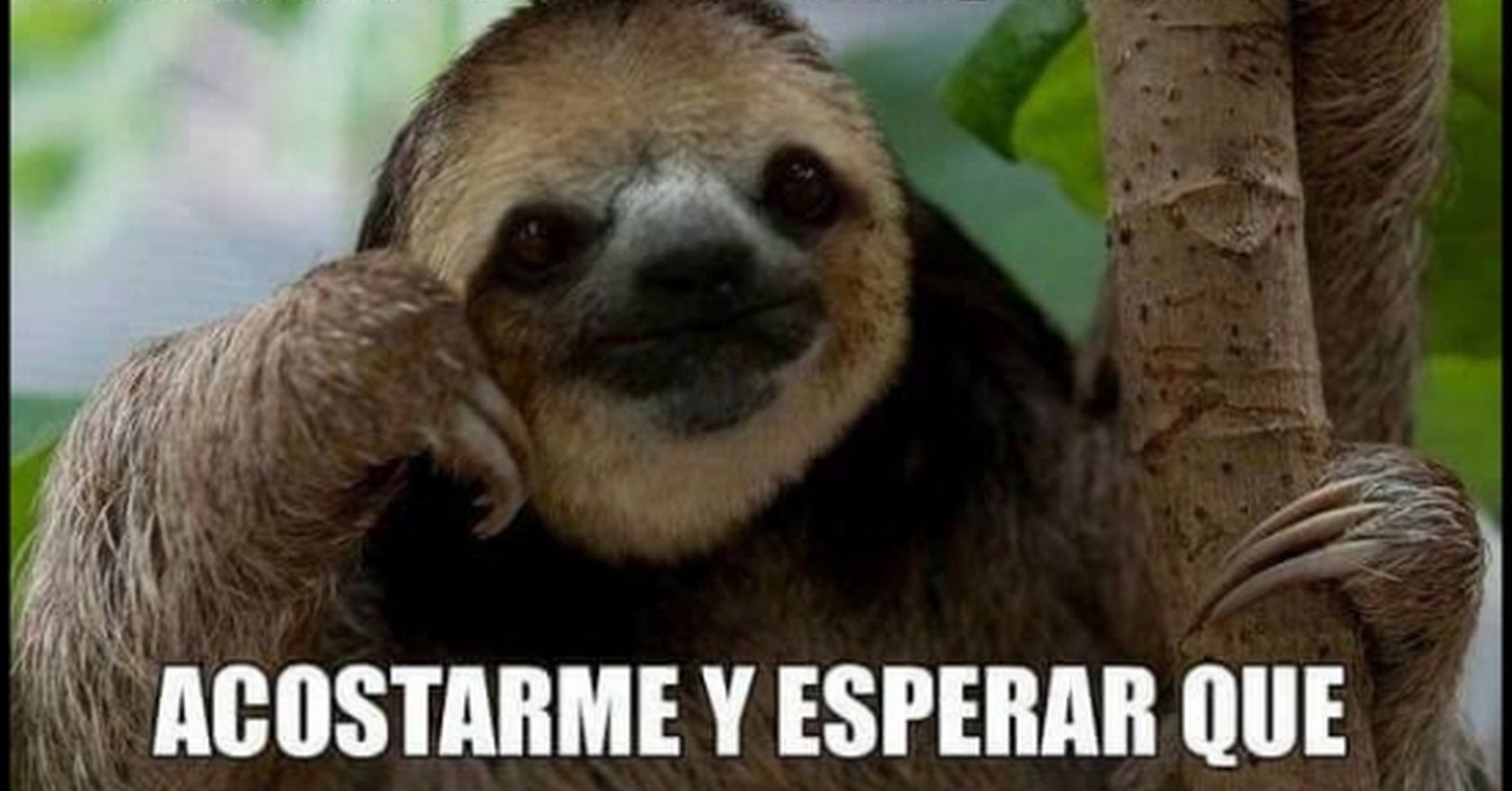 Cunto Cabrn Bsqueda De Perezoso En Cuantocabroncom Cunto Cabrn Bsqueda De Perezoso En Cuantocabroncom