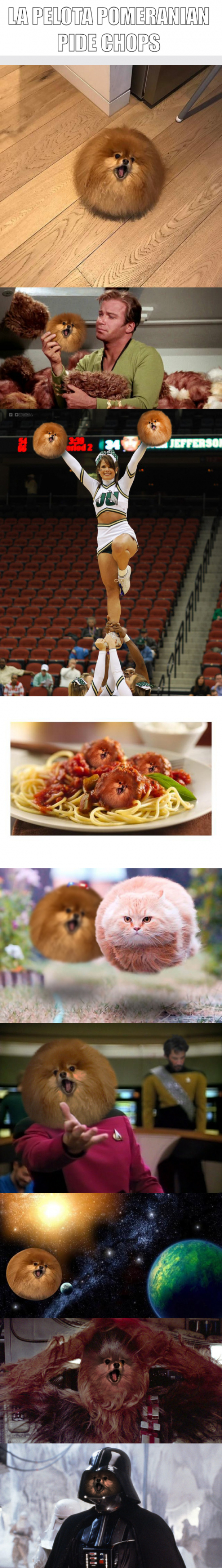 Cunto Cabrn La Bola De Pelo Perruna Que Inund Internet De Montajes