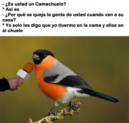 cama,camachuelos,p&aacute;jaros,suelo,visitas