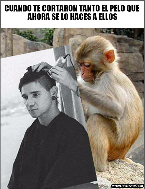 monos macacos,peulqueros