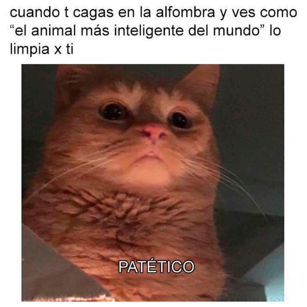 Cuanto Cabron Los Gatos Son Diabolicos