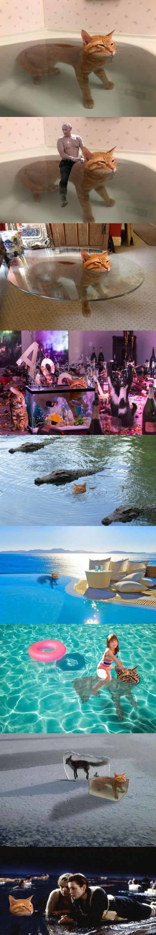 CC_2683421_bc95d736f13a49288c5a1a8ce2511815_meme_otros_este_gato_se_bano_en_su_banera_y_la_red_se_lleno_de_montajes.jpg