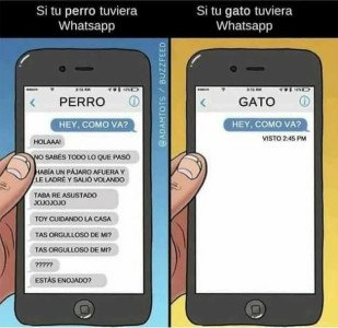 Cuanto Cabron Los Gatos Son Como Las Novias Siempre Te Dejan En Visto