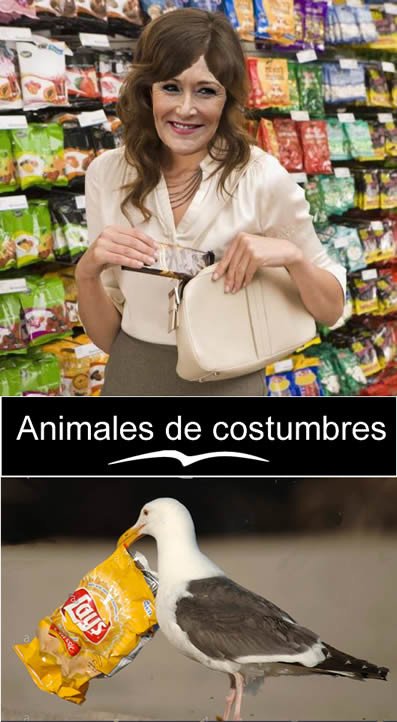 Universitario_experimentado - Animales de Costumbres