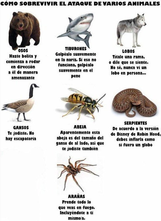animales,ataque,muertes
