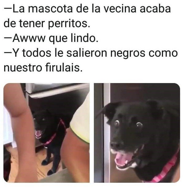 Cuanto Cabron Firulais El Travieso Refiere a los mexicanos que traian perros de estados unidos libres de piojos free of lice pic.twitter.com/kntfspg7ps. cuanto cabron firulais el travieso