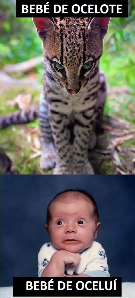 animales,Beb&eacute;s,ocelotes