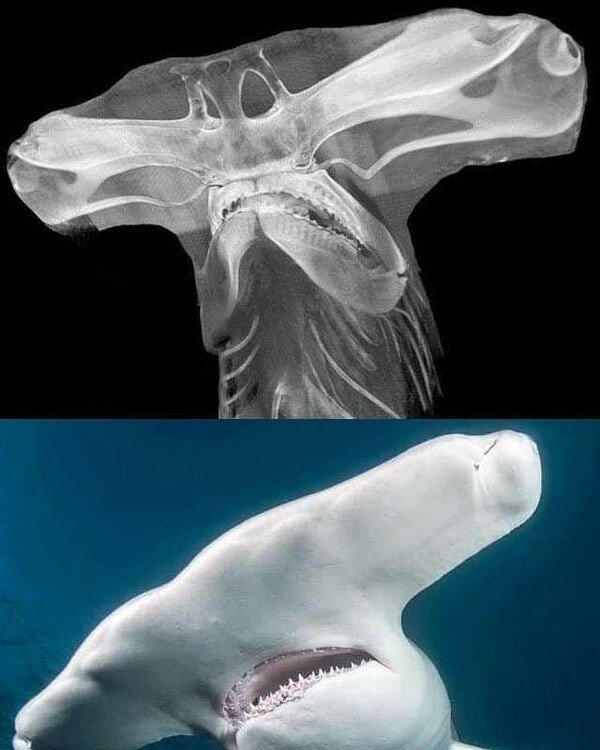Meme_otros - Inquietante la radiografía de un tiburón martillo