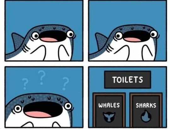 Otros - ¿Y los tiburones ballena?