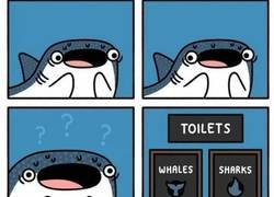 Enlace a ¿Y los tiburones ballena?