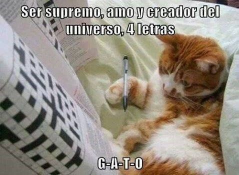 creador del universo,cuatro letras,gato