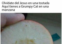 Enlace a Grumpy Cat en una manzana, maldiciones para ti
