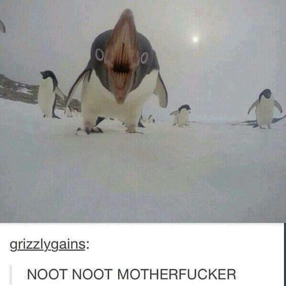 noot,pingu,pinguino