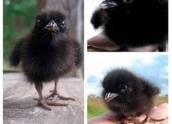 Enlace a Es imprescindible que veas esto