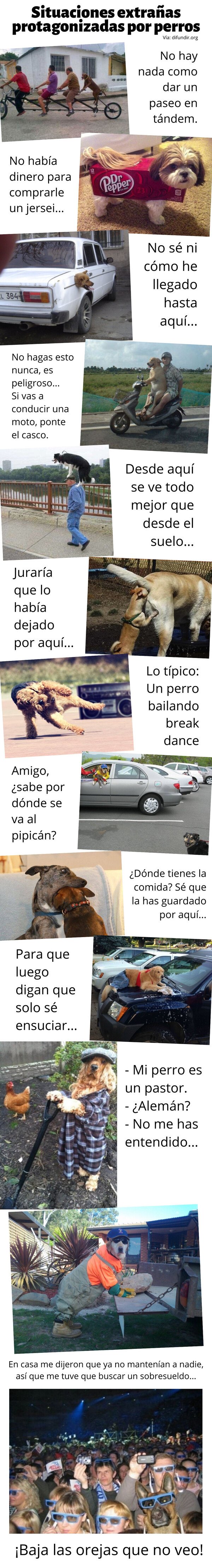 Meme_otros - Situaciones extrañas protagonizadas por perros