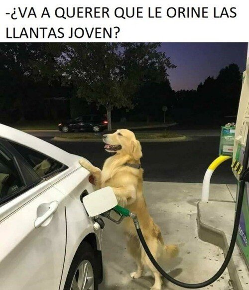 gasolina,gasolinera,orinar,perro