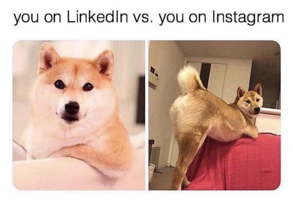 foto,instagram,linkedin,perro